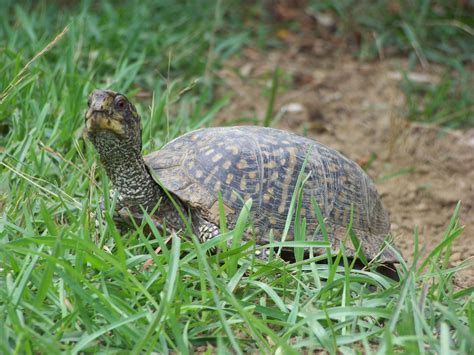 2020 Year Of The Turtle Box Turtles Panhandle Outdoors