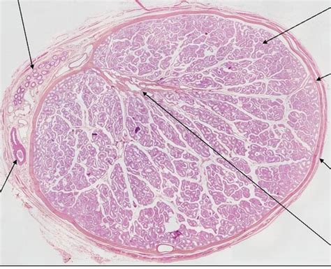 Histology Lab Male Reproduction Flashcards Quizlet