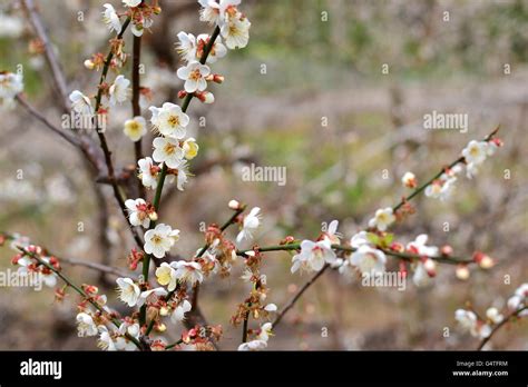 White Plum Flowers In Spring Stock Photo Alamy