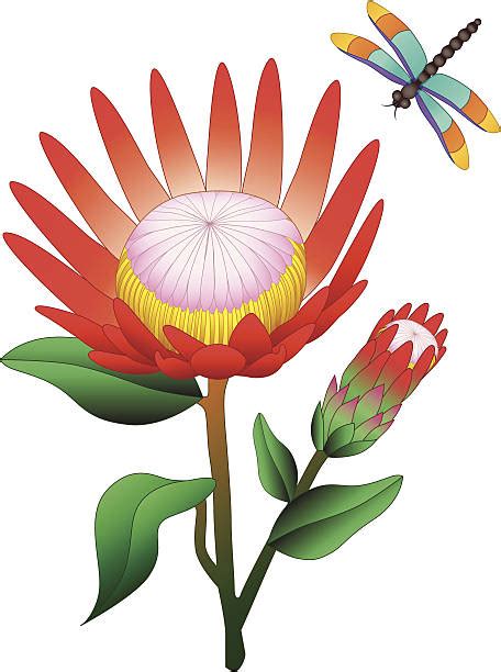 Download Protea Clipart For Free Designlooter 2020 👨‍🎨