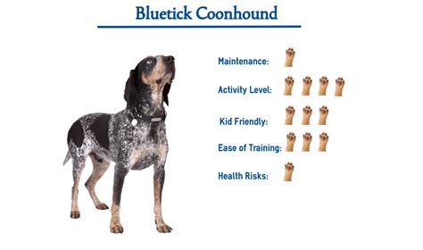 How Do Bluetick Coonhound Hunt