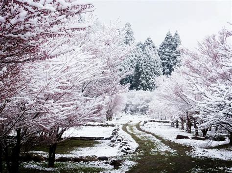 Cherry Blossom Snow Wallpapers Top Free Cherry Blossom Snow