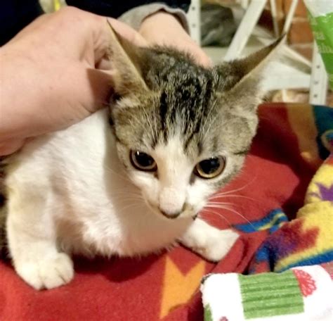 About This Cat Hibiscus A Tea Kitten Adopted The Feline Connection