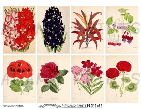 Garden Flower Set4 Ephemera Flower Digital Image Vintage Etsy