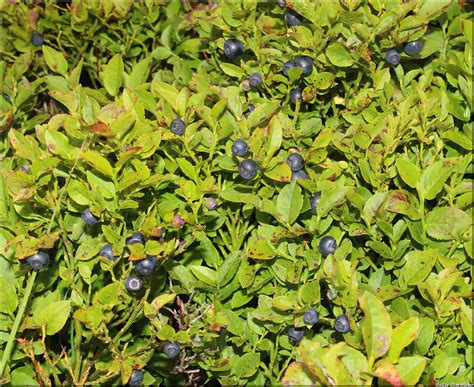 Hello i am looking to source vaccinium myrtillus plants of local provenance, i am based in north wales if anyone can help me. vaccinium-myrtillus