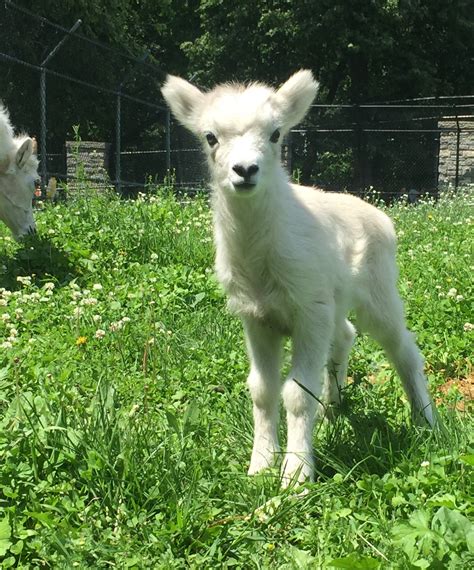 St Pauls Como Zoo Has New Baby Lamb