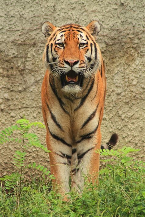 750x1334 Wallpaper Brown Bengal Tiger Peakpx