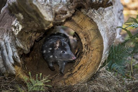 Quoll It A Comeback A Marsupial Boomerangs Back To Mainland Australia