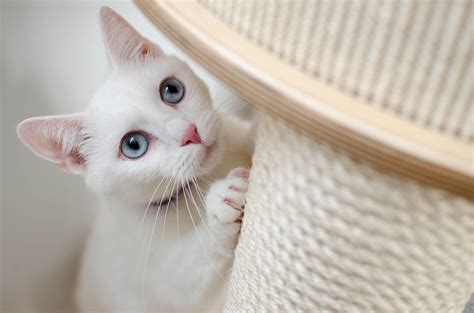How To Get My Cat To Stop Scratching The Furniture Akaal Pet Hospital