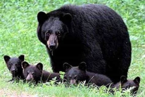 Tipos De Osos Especies De Osos Y Sus Características