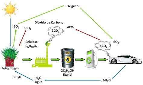 Los Ciclos Biogeoquimicos Ciclo Del Carbono