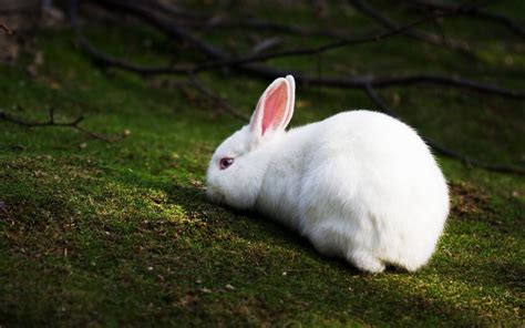 Rabbit Full Hd Wallpaper And Background Image 1920x1200 Id217617