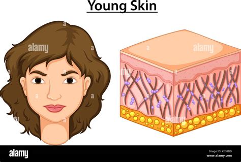Diagram Showing Young Skin In Human Illustration Stock Vector Image