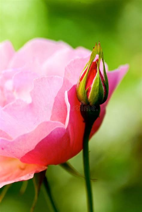 Pink Rose Flower Stock Image Image Of Flora Rose Flowerbed 44612003