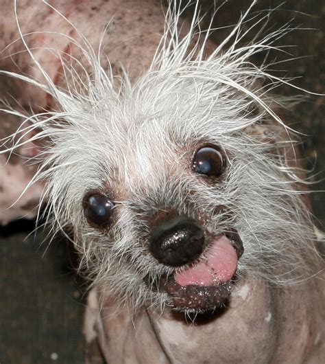 Ugliest Dog In The World