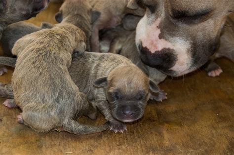 It's important that the food they consume has enough protein to allow them to in order to help your bully pup develop the kind of muscle tone that most owners want, you can add a supplement to their diet. Xxl Bullies For Sale : XL PITBULL PUPPIES FOR SALE ...