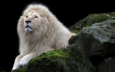Fonds Decran Fauve Lions Blanc Animaux Télécharger Photo