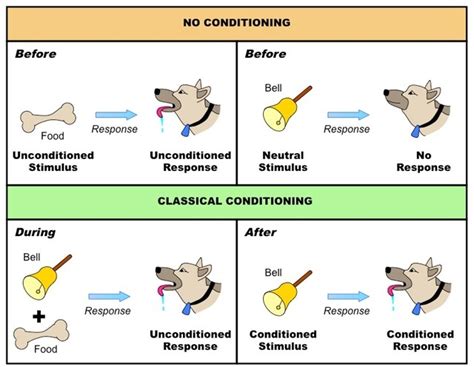 Pavlov Experiments In Conditioning Bf Skinners Operant Conditioning