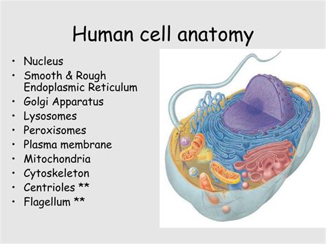Ppt Cells Powerpoint Presentation Free Download Id302083