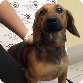 The adoption of a pet is a big commitment. Tampa, FL - Basset Hound/Dachshund Mix. Meet Gingee, a dog ...