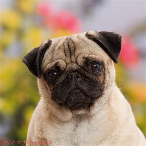 Dog Adult Pug Portrait Photo Wp43474