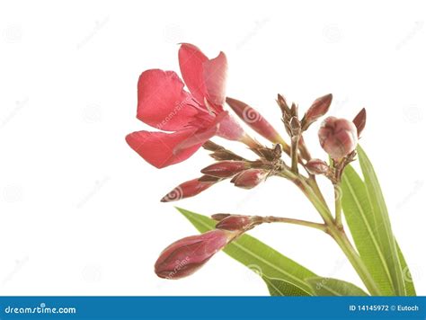 Hardy Red Oleander Close Up Stock Photo Image Of Blooming Bloom