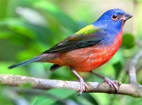 Colorful Animals Bing Images Painted Bunting Most Beautiful Birds