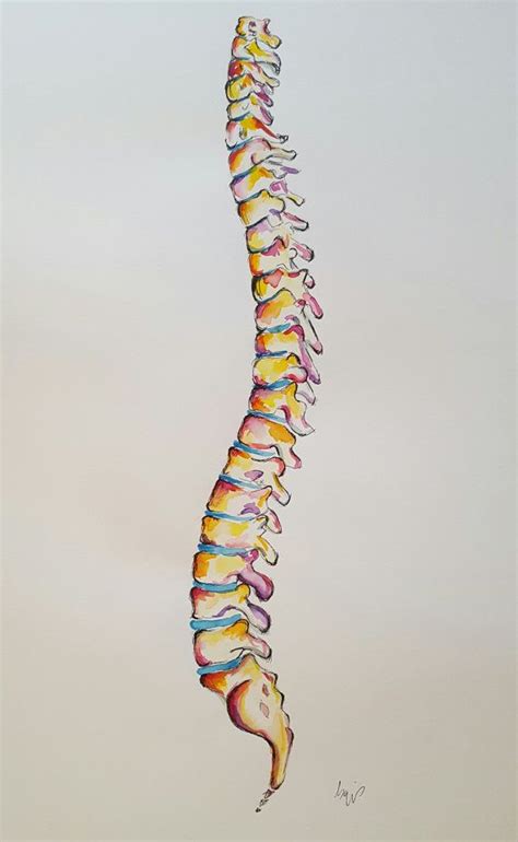 watercolour anatomy art complete spine by almostanatomical on etsy anatomy art medical art