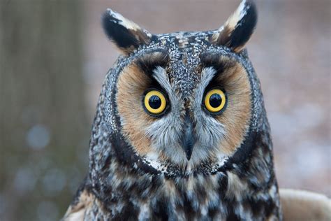 Long Eared Owl Wallpapers Images Photos Pictures Backgrounds