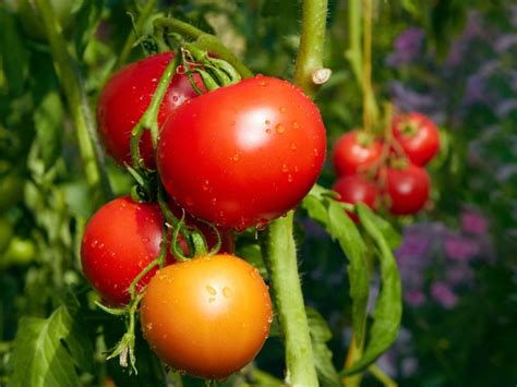 Tomato Root Knot Nematode Info - Treating Nematodes In Tomatoes
