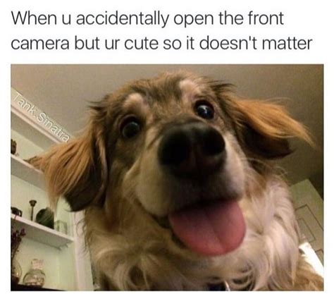 Love Dogs Love Memes Heeeeres Dog Memes Thechive