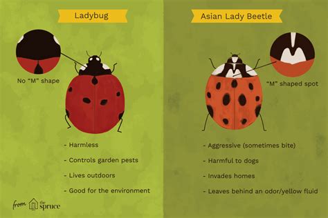 Good And Bad Ladybugs How To Tell The Difference