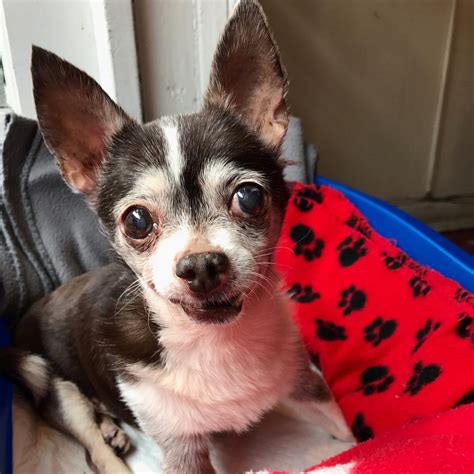 Elderly Chihuahua Cant Walk So His Dog Friend Carries Him