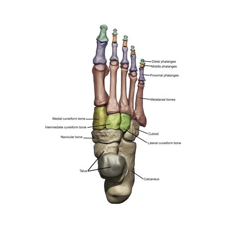 3d Model Of The Foot Depicting The Dorsal Bone Structures With