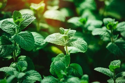 A Comprehensive Guide To Using And Growing Peppermint Happysprout