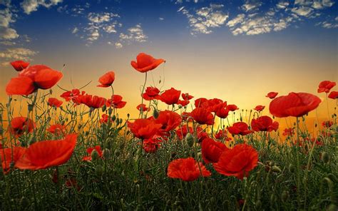 Free Download Poppy Flower Desktop Wallpaper Hd Wallpapers 1920x1200