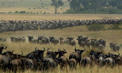 Wildebeest Migration 2023 Tours The Great Migration Guide