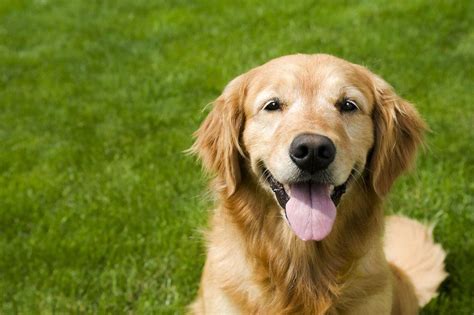 Different Types Of Retrievers More Dog Breeds To Love Herepup
