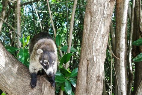 Kudamundi Or Mexican Raccoon Wildlife In Mexico