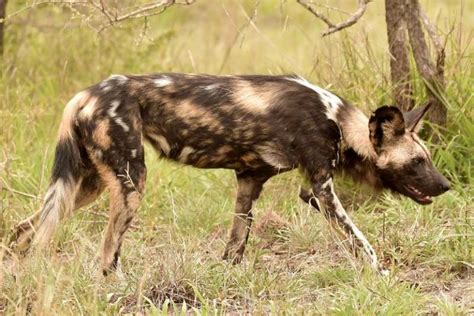 19 Interesting Facts About African Wild Dogs Dogcrunch