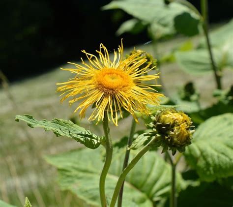 Elecampane Herb Of The Week · Commonwealth Holistic Herbalism