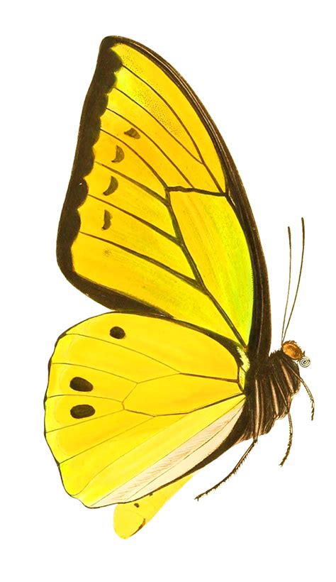 Butterfly Drawing With Colour Yellow Here Are Some Free Butterfly