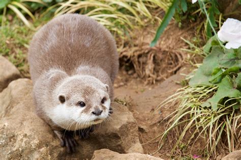 Most Beautiful Animals Expression Through The Eyes Of The Photographer