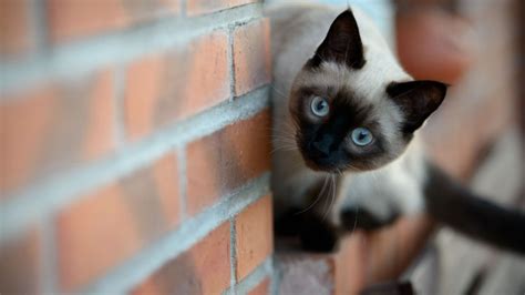 Balinese Cat Wallpaper 19771 Baltana