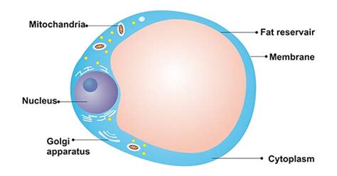 Get An Overview Of Adipocyte Cusabio