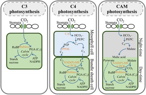 Carbon Pathway In The Photosynthetic Metabolism Of C3 C4 And Cam