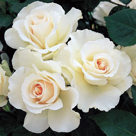 Rosa Bush Rose Floribunda Margaret Merril Plant Garden And Outdoors Roses