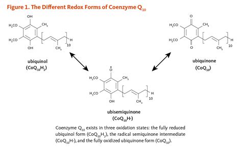 Coenzyme Q10 Linus Pauling Institute Oregon State University