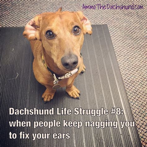 Dachshund Life Struggle | Ammo the Dachshund | Funny dachshund, Dachshund puppies, Dachshund memes