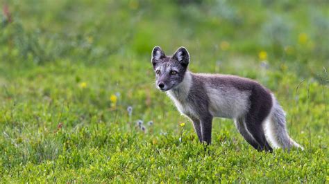 Arctic Fox Covers Distance Of 3500 Km From Norway To Reach Canada In